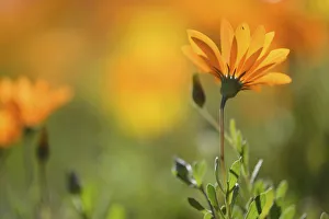 Parachute daisy (Ursinia anthemoides) in flower, Vergalegen, Little Karoo, western Cape Parachute daisy (Ursinia anthemoides) in flower, Vergalegen, Little Karoo, western Cape