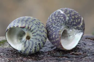 Pennant's Topshell (Gibbula pennanti) and Purple Topshell (Gibbula umbilicalis) Pennant's Topshell (Gibbula pennanti) and Purple Topshell (Gibbula umbilicalis)