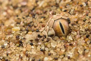 Peringuey's desert adder (Bitis peringueyi) camouflaged in desert sand, Namibia Peringuey's desert adder (Bitis peringueyi) camouflaged in desert sand, Namibia