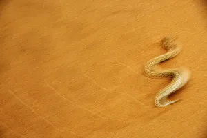 Peringuey's desert adder, (Bitis peringueyi), sidewinding on dune, Namib desert Peringuey's desert adder, (Bitis peringueyi), sidewinding on dune, Namib desert
