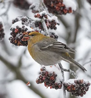 Pine grosbeak (Pinicola enucleator), perched by berries in Rowan tree, Finland, January Pine grosbeak (Pinicola enucleator), perched by berries in Rowan tree, Finland, January