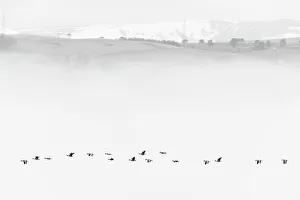 Pink-footed goose (Anser brachyrhynchus) flock flying in mist, Cromarty Firth, Highlands Pink-footed goose (Anser brachyrhynchus) flock flying in mist, Cromarty Firth, Highlands