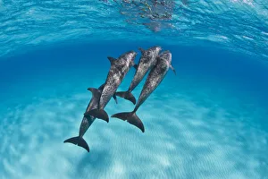 A pod of Atlantic spotted dolphins (Stenella frontalis) swim together over a shallow sand A pod of Atlantic spotted dolphins (Stenella frontalis) swim together over a shallow sand