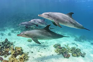 Pod of Indian Ocean bottlenose dolphin (Tursiops adunctus) swim over a coral reef Pod of Indian Ocean bottlenose dolphin (Tursiops adunctus) swim over a coral reef