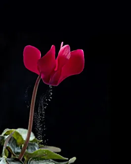 Pollen release from cyclamen flower via sonication, which mimics buzz pollination Pollen release from cyclamen flower via sonication, which mimics buzz pollination