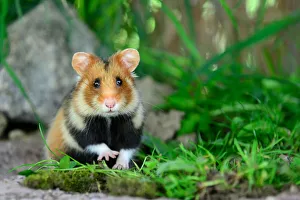 Portrait of a common hamster (Cricetus cricetus) Alsace, France, April, captive Portrait of a common hamster (Cricetus cricetus) Alsace, France, April, captive