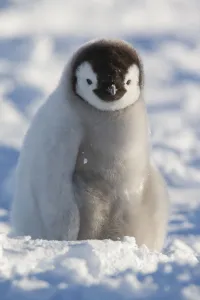 Portrait of Emperor penguin chick (Aptenodytes forsteri) sitting in the snow at Snow Portrait of Emperor penguin chick (Aptenodytes forsteri) sitting in the snow at Snow