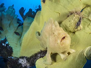 Portrait of a Giant frogfish (Antennarius commersoni) on a large Yellow elephant ear Portrait of a Giant frogfish (Antennarius commersoni) on a large Yellow elephant ear