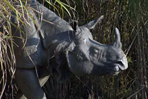Portrait of an Indian Rhinoceros (Rhinoceros unicornis). Kaziranga National Park, India Portrait of an Indian Rhinoceros (Rhinoceros unicornis). Kaziranga National Park, India