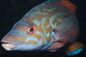 Potrait of a Cuckoo wrasse (Labrus bimaculatus) Loch Linnhe, west coast of Scotland, UK Potrait of a Cuckoo wrasse (Labrus bimaculatus) Loch Linnhe, west coast of Scotland, UK