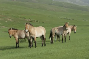 Przewalski horse's (Equus ferus przewalski) Khustain Nuruu National Park, Mongolia Przewalski horse's (Equus ferus przewalski) Khustain Nuruu National Park, Mongolia