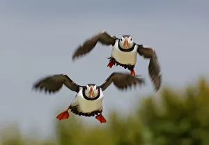 Puffins (Fratercula arctica) pair take off together to go fishing. Farne Islands Puffins (Fratercula arctica) pair take off together to go fishing. Farne Islands