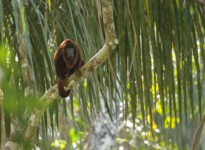 Purus red howler monkey (Alouatta puruensis) sitting in the rainforest canopy. Madre de Dios, Peru Purus red howler monkey (Alouatta puruensis) sitting in the rainforest canopy. Madre de Dios, Peru