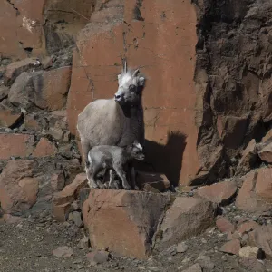 Putorana snow sheep (Ovis nivicola borealis) with lamb, Putoransky State Nature Reserve Putorana snow sheep (Ovis nivicola borealis) with lamb, Putoransky State Nature Reserve
