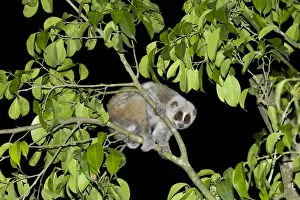 Pygmy slow loris (Nycticebus pygmaeus) in tree at night. Xishuangbanna, Yunnan Province, China Pygmy slow loris (Nycticebus pygmaeus) in tree at night. Xishuangbanna, Yunnan Province, China
