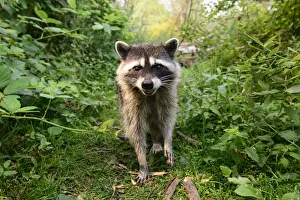 Raccoon (Procyon lotor) approaching with curiousity. Stanley Park, Vancouver, British Columbia Raccoon (Procyon lotor) approaching with curiousity. Stanley Park, Vancouver, British Columbia