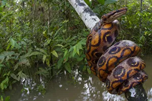 Rainbow boa (Epicrates cenchria) wound round branch over water, Tambopata, Madre de Dios Rainbow boa (Epicrates cenchria) wound round branch over water, Tambopata, Madre de Dios