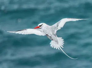 Red-billed tropicbird (Phaethon aethereus) in flight, Plazas Island, Galapagos Red-billed tropicbird (Phaethon aethereus) in flight, Plazas Island, Galapagos