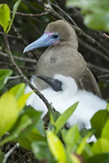 Red-footed booby (Sula sula), adult and chick at nest. Genovesa Island, Galapagos Red-footed booby (Sula sula), adult and chick at nest. Genovesa Island, Galapagos