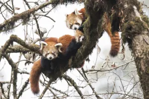 Red panda (Ailurus fulgens) family, adult female and two subadult juveniles, rest Red panda (Ailurus fulgens) family, adult female and two subadult juveniles, rest