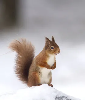 Red squirrel (Sciurus vulgaris) stood on log in snow , Cairngorms National Park, Scotland Red squirrel (Sciurus vulgaris) stood on log in snow , Cairngorms National Park, Scotland