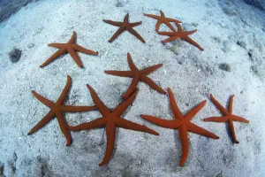 Red starfish (Echinaster sepositus) group on sea floor, Tenerife, Canary Islands Red starfish (Echinaster sepositus) group on sea floor, Tenerife, Canary Islands