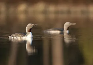 Red throated divers (Gavia stellata) on lake at dawn, Bergslagen, Sweden, April 2009 Red throated divers (Gavia stellata) on lake at dawn, Bergslagen, Sweden, April 2009