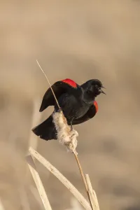 Red winged blackbird (Agelaius phoeniceus) male singing, Bozeman, Montana, USA. April Red winged blackbird (Agelaius phoeniceus) male singing, Bozeman, Montana, USA. April