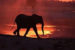 RF- African elephant (Loxodonta africana) at sunset. Chobe National Park, Botswana RF- African elephant (Loxodonta africana) at sunset. Chobe National Park, Botswana