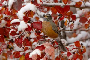 RF- American robin (Turdus migratorius) female feeding in Black hawthorn (Crataegus douglasii) RF- American robin (Turdus migratorius) female feeding in Black hawthorn (Crataegus douglasii)