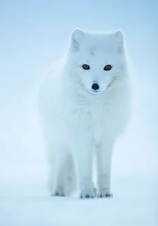 RF - Arctic Fox (Vulpes lagopus) portrait in winter coat, Svalbard, Norway, April RF - Arctic Fox (Vulpes lagopus) portrait in winter coat, Svalbard, Norway, April