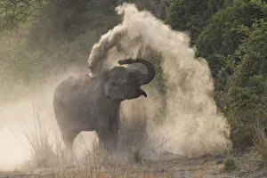 RF-Asian elephant (Elephas maximus) dust bathing. Jim Corbett National Park, Uttarakhand RF-Asian elephant (Elephas maximus) dust bathing. Jim Corbett National Park, Uttarakhand