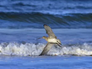 RF - Bar-tailed godwit (Limosa lapponica) in flight over the Wash, Norfolk, UK. November RF - Bar-tailed godwit (Limosa lapponica) in flight over the Wash, Norfolk, UK. November