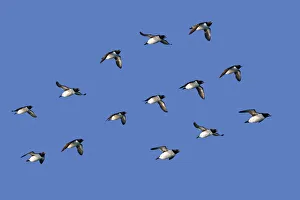 RF - Brunnich's guillemot (Uria lomvia) group flying in formation, Svalbard, Norway RF - Brunnich's guillemot (Uria lomvia) group flying in formation, Svalbard, Norway