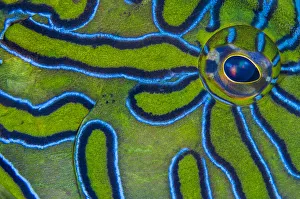 RF - Close up detail of the eye and skin pattern of a Giant hawkfish (Cirrhitus rivulatus) RF - Close up detail of the eye and skin pattern of a Giant hawkfish (Cirrhitus rivulatus)