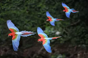 RF - Four colourful Red-and-green macaws or Green-winged macaws (Ara chloropterus) RF - Four colourful Red-and-green macaws or Green-winged macaws (Ara chloropterus)