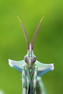 RF - Devil's flower mantis (Idolomantis diabolica) male, captive, occurs in Africa RF - Devil's flower mantis (Idolomantis diabolica) male, captive, occurs in Africa