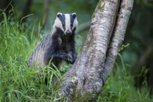 RF - European Badger (Meles meles) foraging at tree trunk in deciduous woodland RF - European Badger (Meles meles) foraging at tree trunk in deciduous woodland