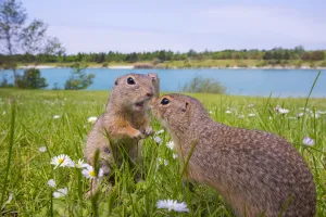 RF - European ground squirrels / Sousliks (Spermophilus citellus)greeting, Gerasdorf RF - European ground squirrels / Sousliks (Spermophilus citellus)greeting, Gerasdorf