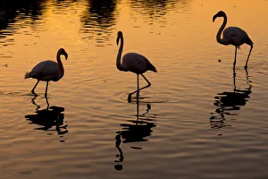 RF- Greater flamingo (Phoenicopterus roseus) group of three silhouetted at sunset RF- Greater flamingo (Phoenicopterus roseus) group of three silhouetted at sunset