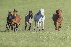RF-Horses running through Bashang Grassland. Near Zhangjiakou, Hebei Province RF-Horses running through Bashang Grassland. Near Zhangjiakou, Hebei Province