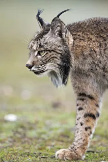 RF - Iberian lynx (Lynx pardinus) walking, Parque Natural Sierra de Andujar, Andalucia RF - Iberian lynx (Lynx pardinus) walking, Parque Natural Sierra de Andujar, Andalucia