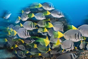 RF - Long exposure of a school of yellowtail surgeonfish (Prionurus punctatus), these RF - Long exposure of a school of yellowtail surgeonfish (Prionurus punctatus), these