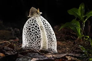 RF - Maidens veil / Bridal veil fungus (Phallus indusiatus) with indusium fully formed RF - Maidens veil / Bridal veil fungus (Phallus indusiatus) with indusium fully formed