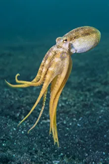 RF - Ocellate octopus (Amphioctopus mototi) swimming up from the sea floor. Bitung RF - Ocellate octopus (Amphioctopus mototi) swimming up from the sea floor. Bitung