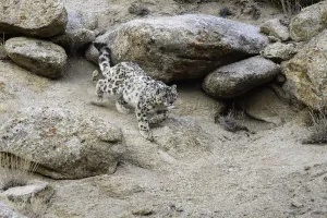 RF - Wild Snow leopard (Panthera uncia) stalking prey over broken rocky terrain RF - Wild Snow leopard (Panthera uncia) stalking prey over broken rocky terrain