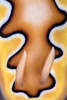 Detail of rhinopores and the colour pattern of a toxic Nudibranch (Goniobranchus Detail of rhinopores and the colour pattern of a toxic Nudibranch (Goniobranchus