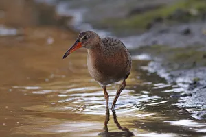 Ridgways Rail Ridgways Rail