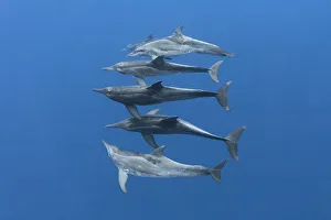 Rough-toothed dolphins (Steno bredanensis) small group swimming at depth. Vavaau, Tonga Rough-toothed dolphins (Steno bredanensis) small group swimming at depth. Vavaau, Tonga