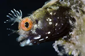 Roughhead blenny (Acanthemblemaria aspera) male portrait. This species is very small Roughhead blenny (Acanthemblemaria aspera) male portrait. This species is very small